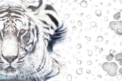 Скинали тигры и капли воды, следы тигра