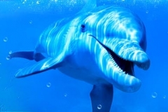 Скинали дельфины под водой